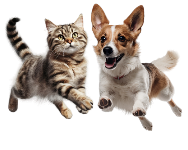 Cat & Dog