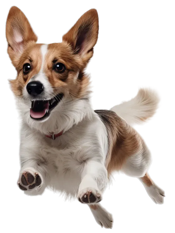 犬